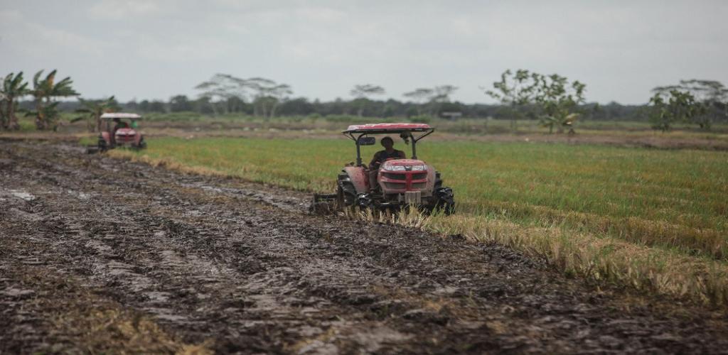 Kandidat Presiden Berbeda Pendapat Mengenai Kebijakan Food Estate yang di Usung Jokowi