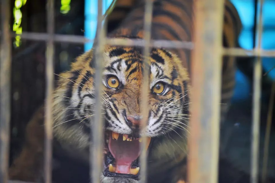 Ketika berita ini tersebar, warga di dua distrik sekitar lokasi kejadian mengungkapkan kekhawatirannya mengenai serangan di masa depan. Dua minggu sebelumnya, seorang warga desa bernama Gunarso, 47 tahun, juga diserang harimau hingga tewas. Polisi bekerja sama dengan Badan Konservasi Sumber Daya Alam (BKSDA) untuk memasang perangkap, yang bertujuan untuk menangkap makhluk langka tersebut dengan aman dan memindahkannya ke Pusat Rehabilitasi Harimau Sumatera Dharmasraya di provinsi terdekat, Sumatera Barat. Didirikan pada tahun 2017, cagar alam ini bertujuan untuk melindungi harimau sumatera dari ancaman seperti perburuan liar, hilangnya habitat akibat pemukiman manusia, dan ekspansi pertanian. Diperkirakan saat ini terdapat kurang dari 600 ekor harimau sumatera yang hidup di alam liar. Awal bulan ini, petugas satwa liar berhasil menjebak dua harimau Sumatera di Aceh dan Sumatera Barat, lalu merelokasi mereka ke cagar alam.