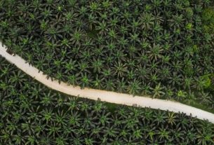 Imbas Tarif Trum Ekspor Minyak Sawit Indoensia ke AS Turun