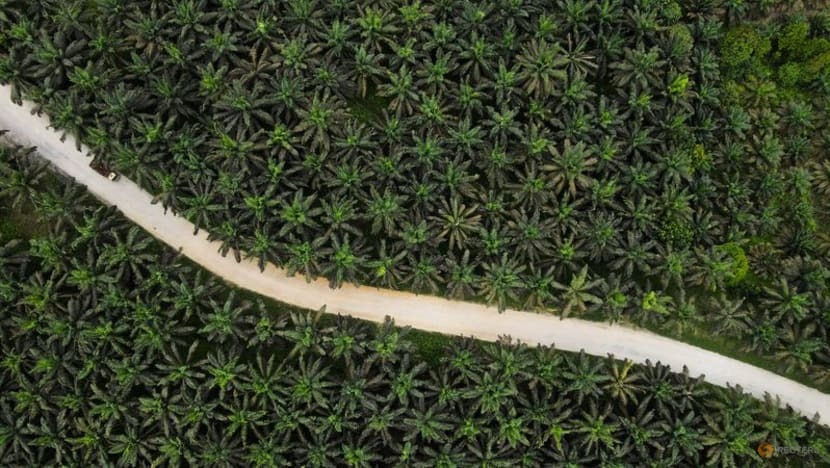 Imbas Tarif Trum Ekspor Minyak Sawit Indoensia ke AS Turun