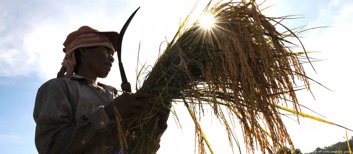 RI Bakal Jadi Incaran Vietnam buat Ekspor Beras